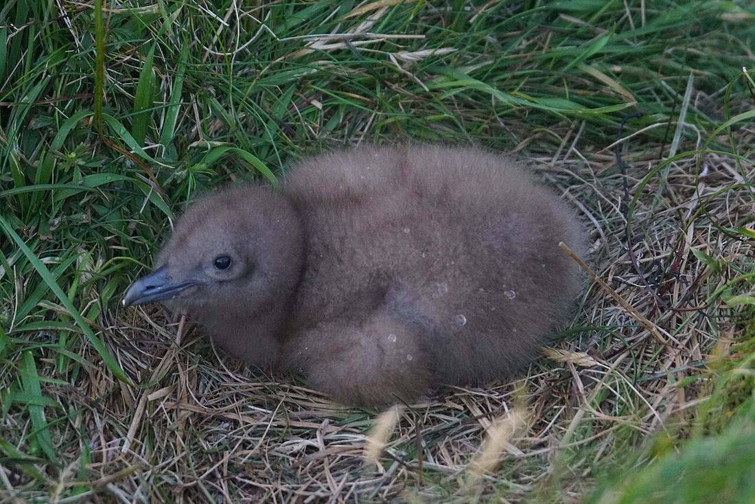 Skua