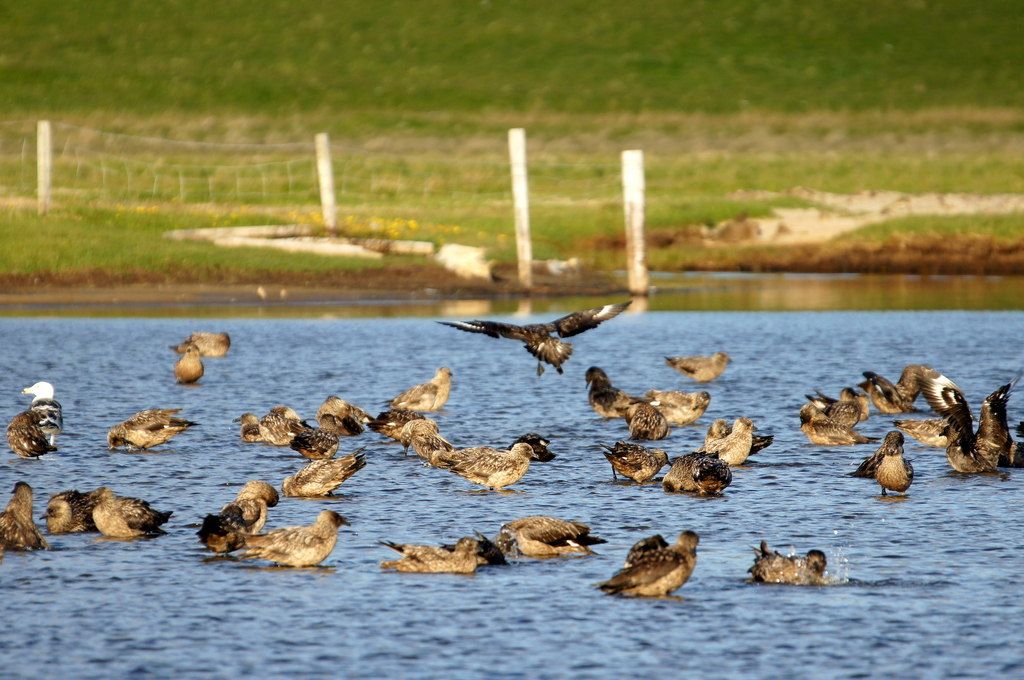 Skua