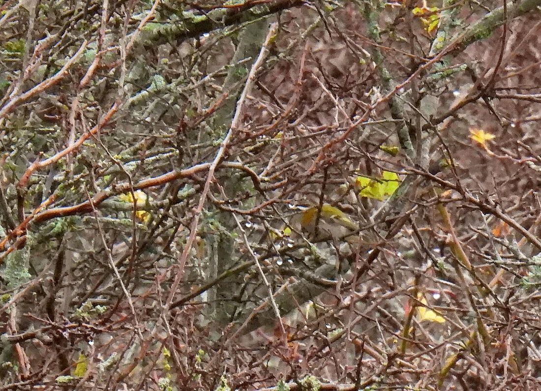 Sommergoldhähnchen
