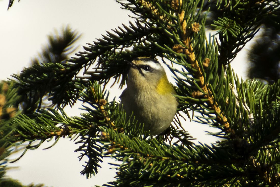 Sommergoldhähnchen