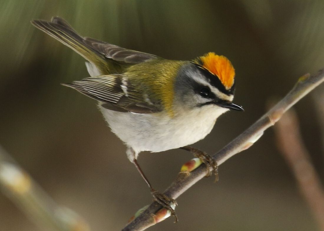 Sommergoldhähnchen