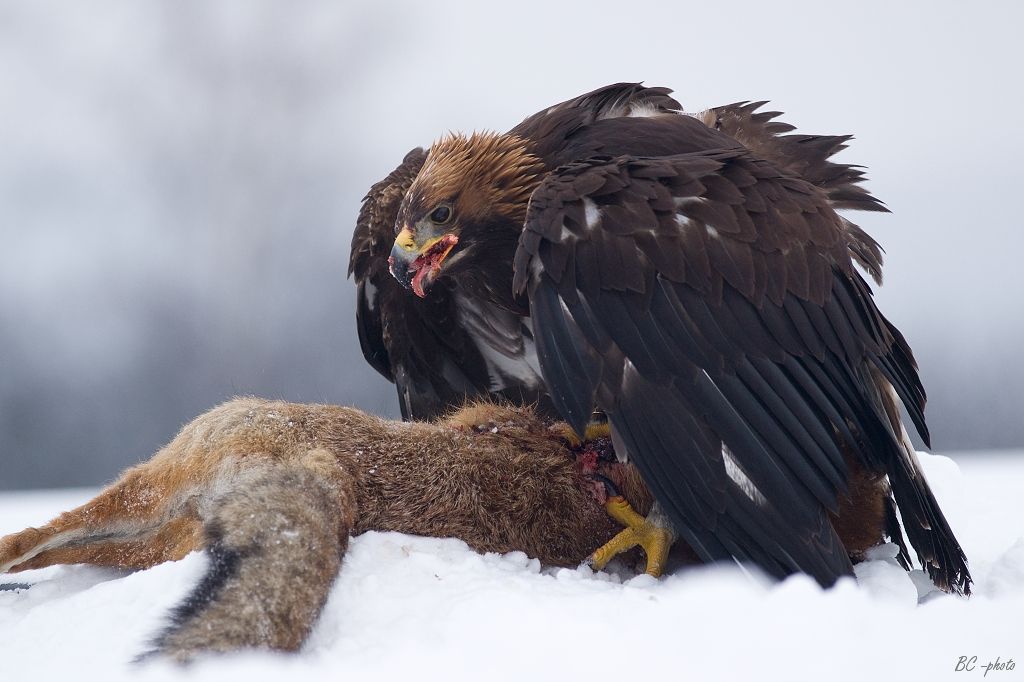 Steinadler