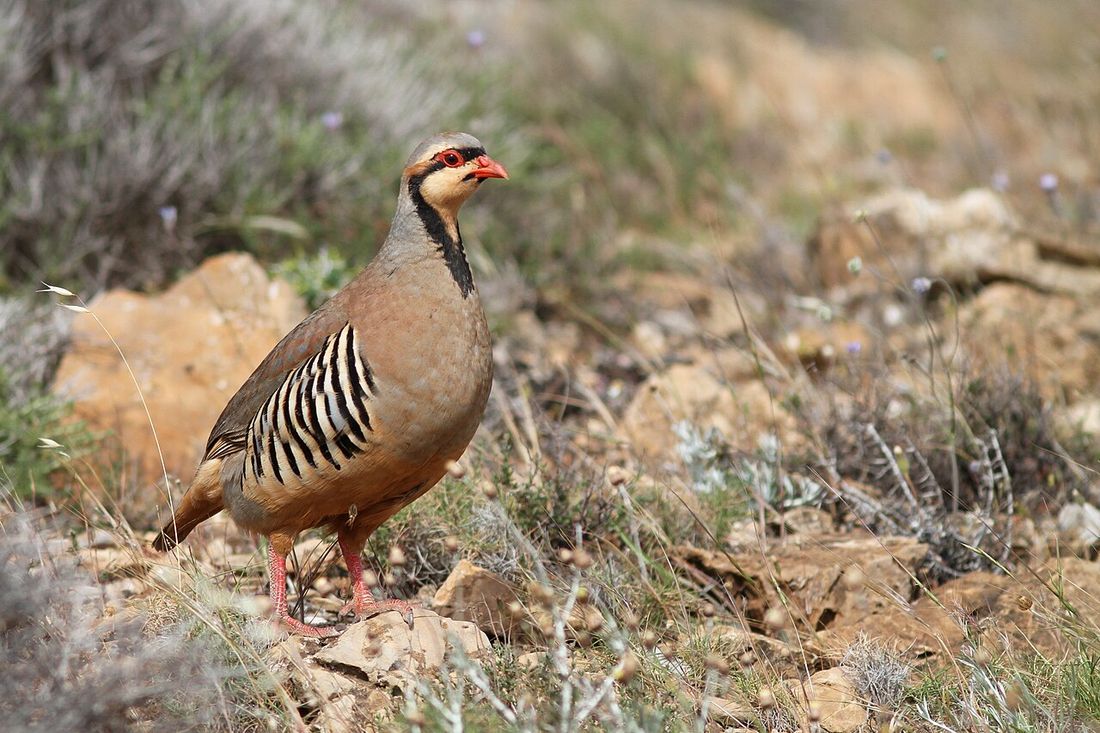 Steinhuhn
