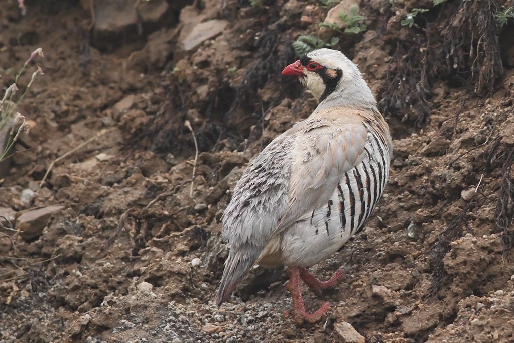 Steinhuhn