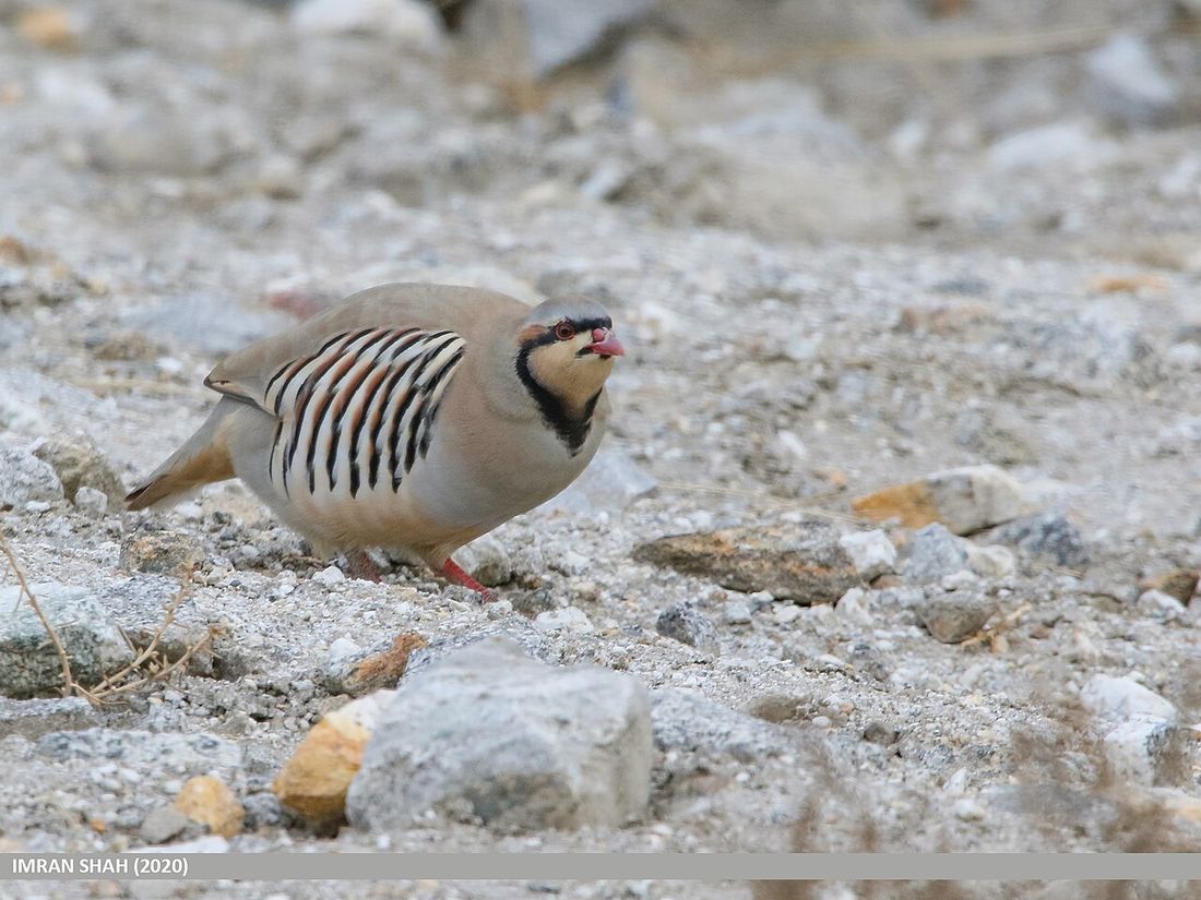 Steinhuhn