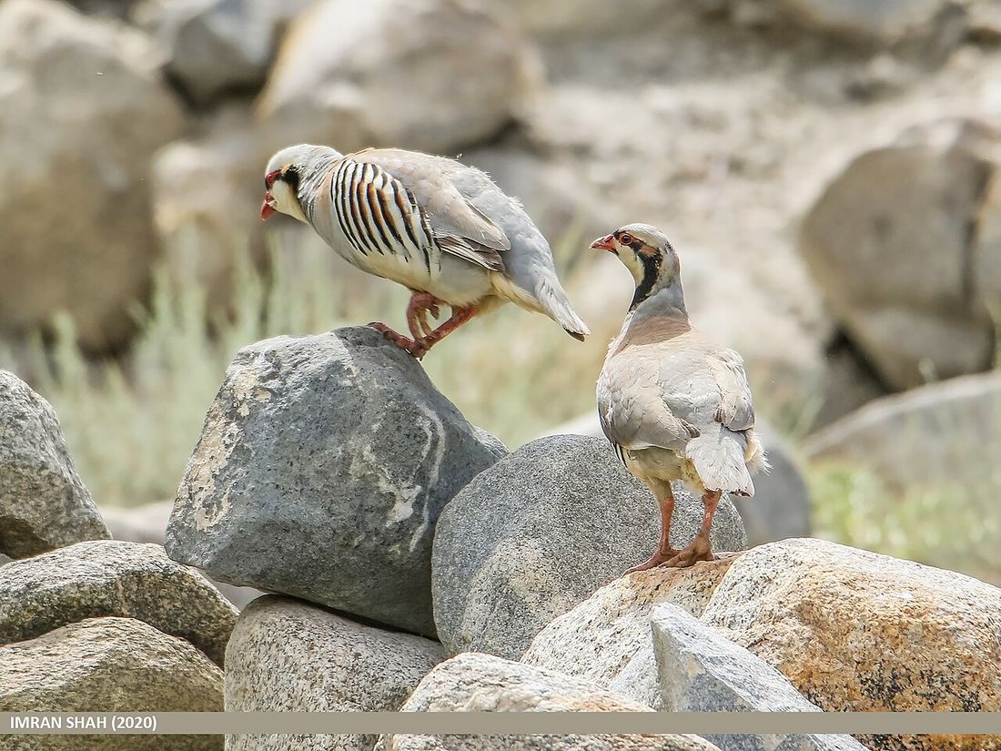 Steinhuhn