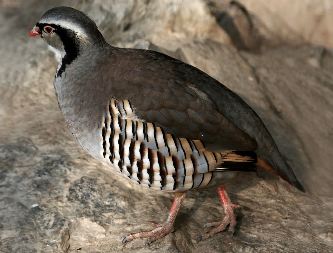 Steinhuhn