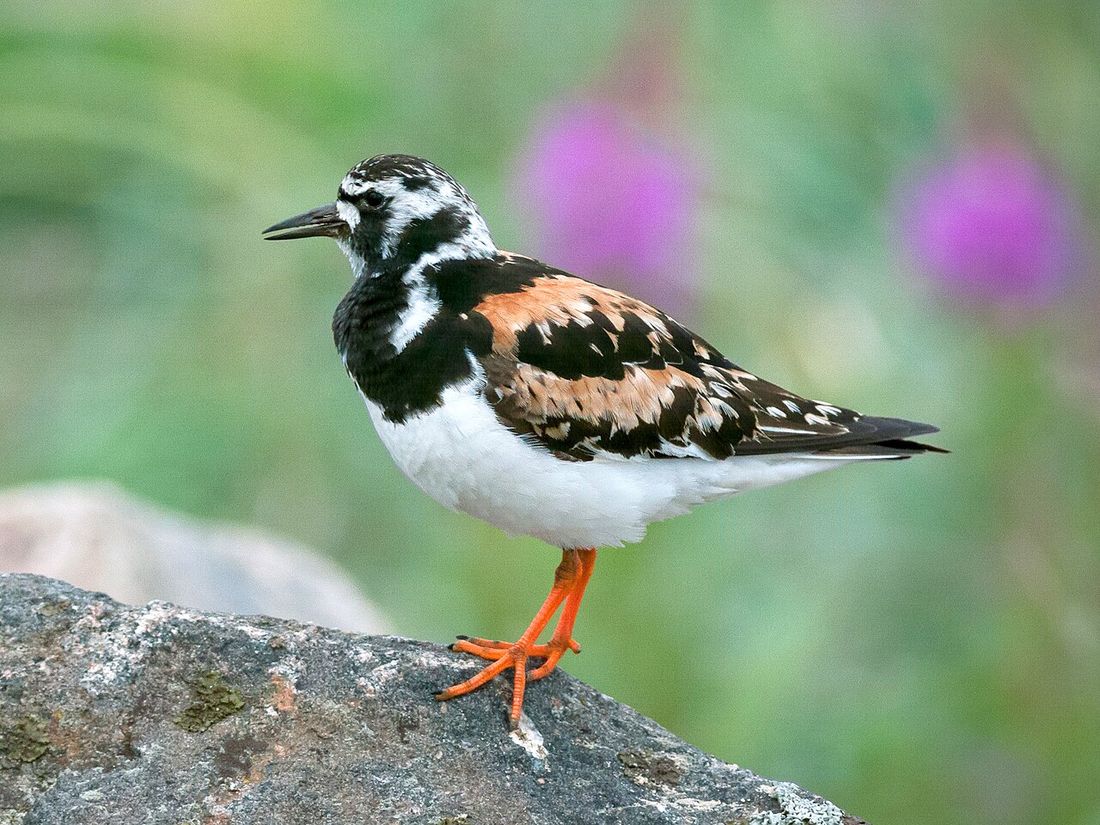 Steinwälzer