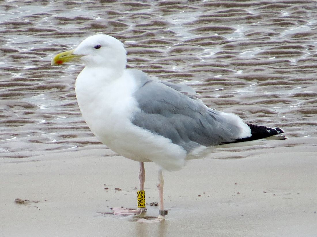 Steppenmöwe
