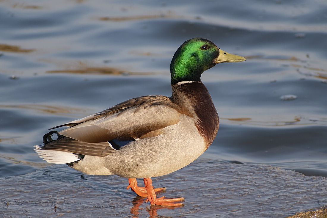 Stockente