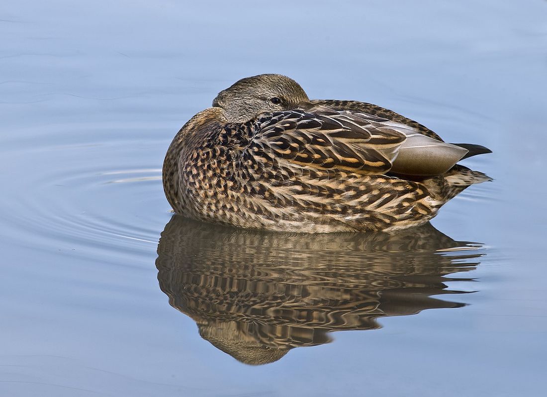 Stockente