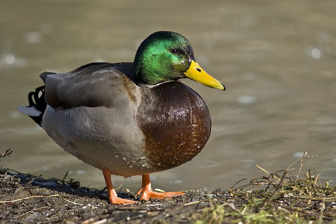 Stockente