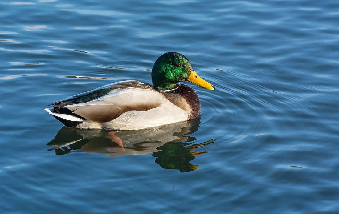 Stockente