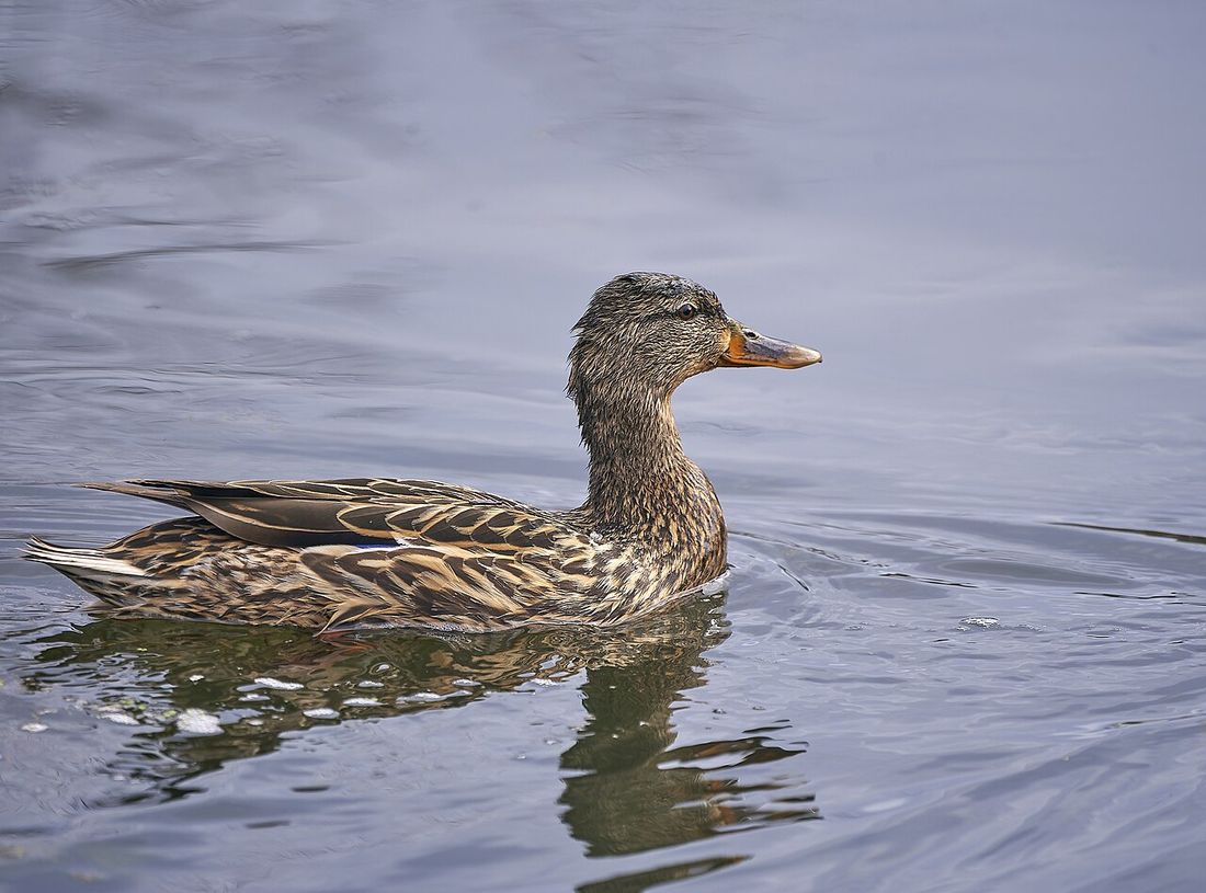 Stockente