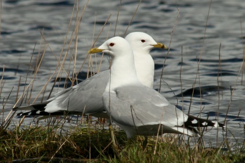 Sturmmöwe