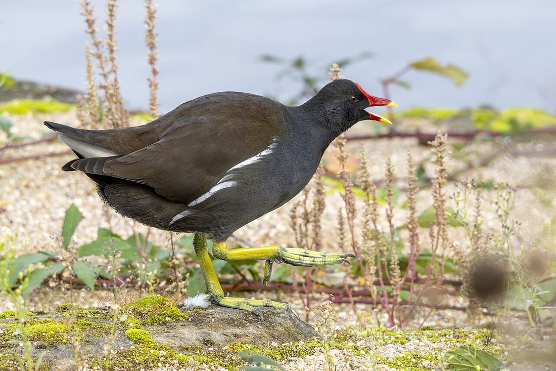 Teichhuhn