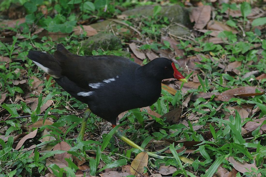 Teichhuhn