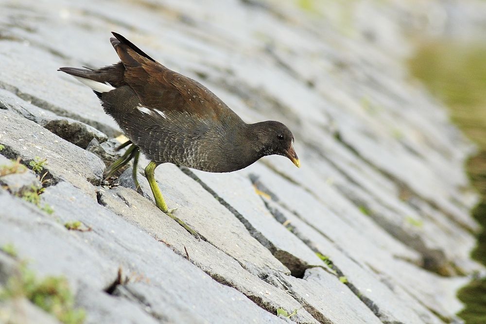 Teichhuhn