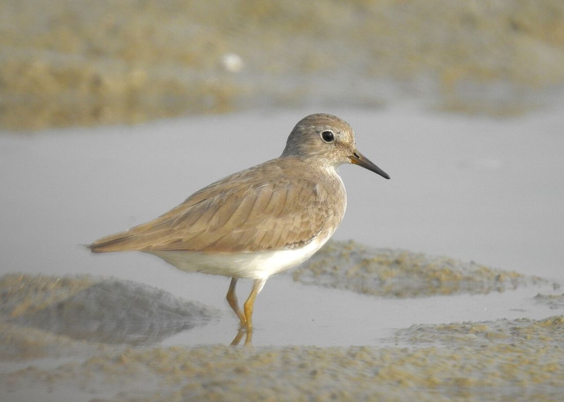 Temminckstrandläufer