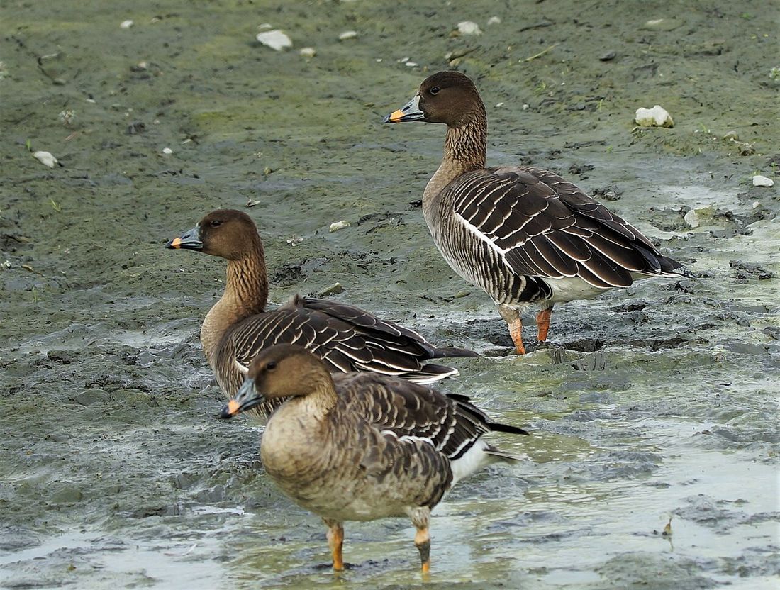 Tundrasaatgans