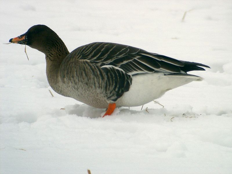 Tundrasaatgans