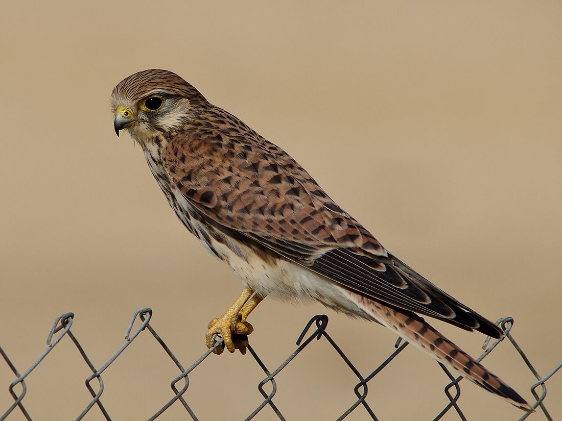 Turmfalke
