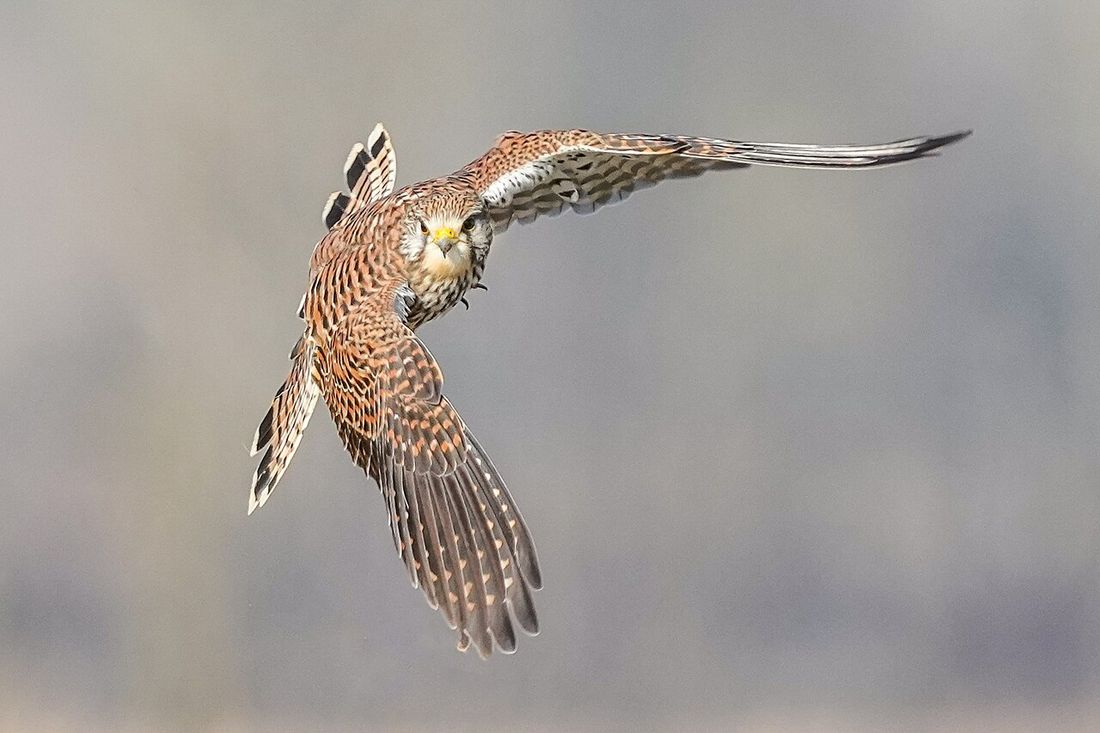 Turmfalke