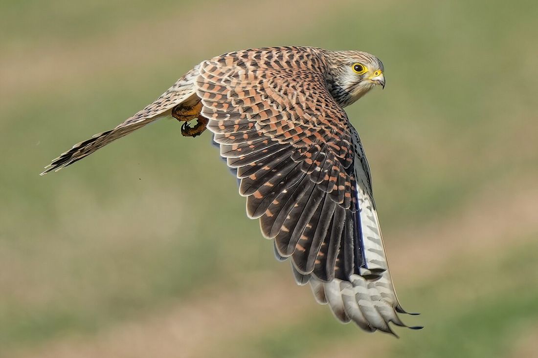 Turmfalke