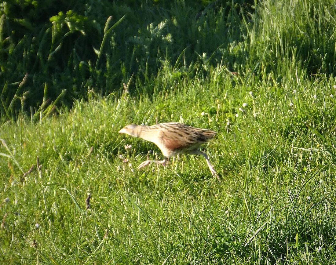 Wachtelkönig