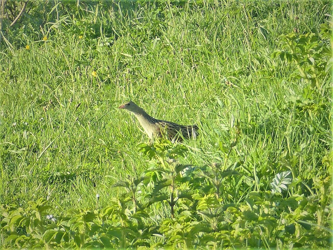 Wachtelkönig