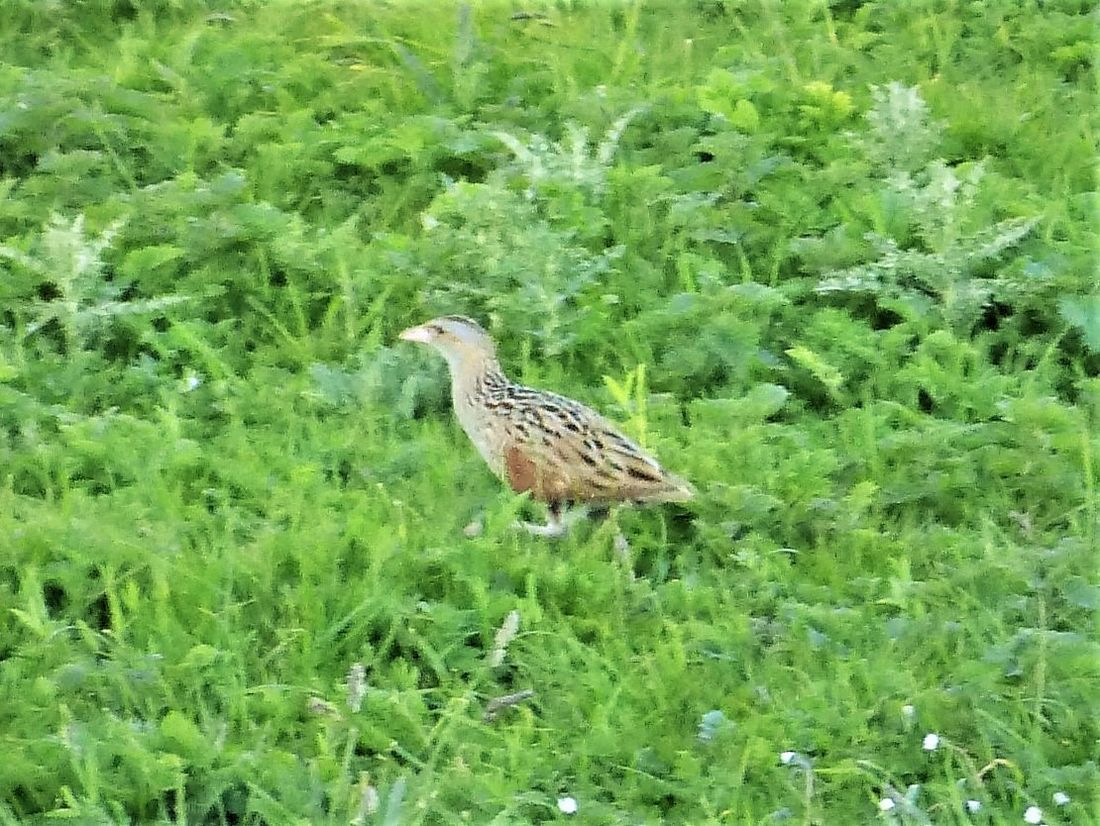 Wachtelkönig