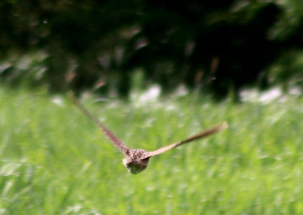 Wachtelkönig