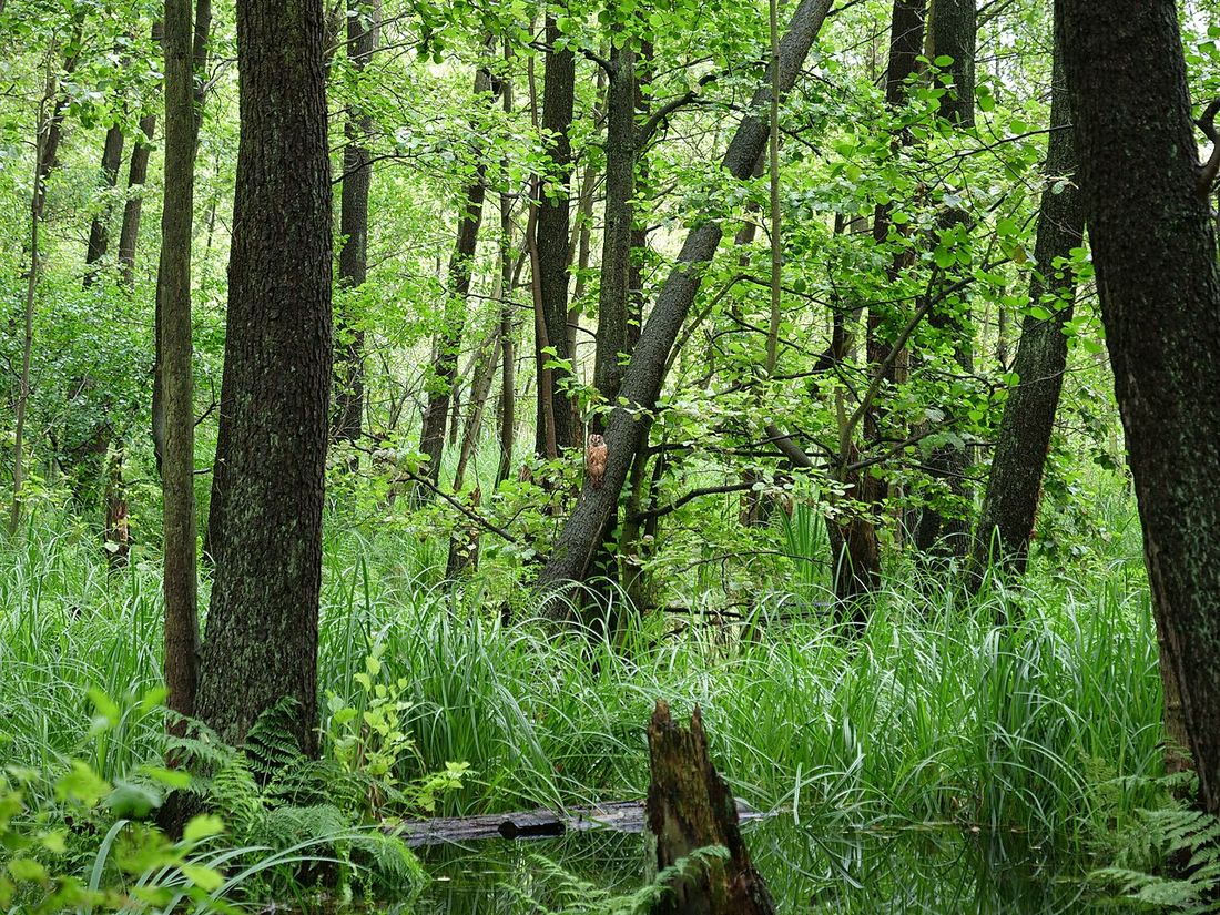 Waldkauz