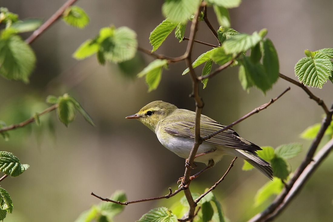 Waldlaubsänger