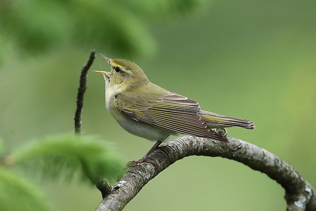 Waldlaubsänger