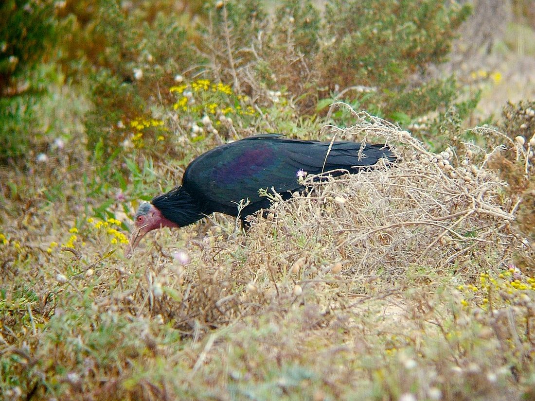 Waldrapp