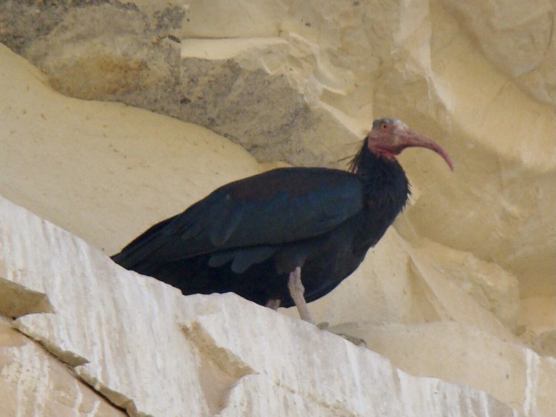 Waldrapp