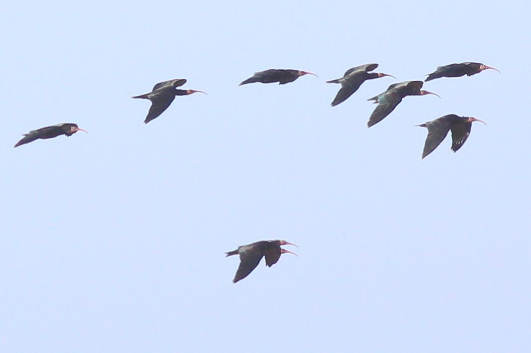 Waldrapp
