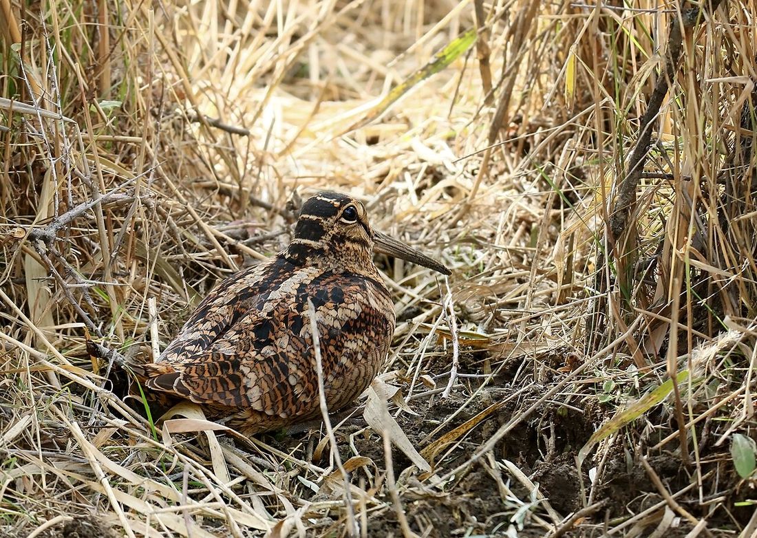 Waldschnepfe