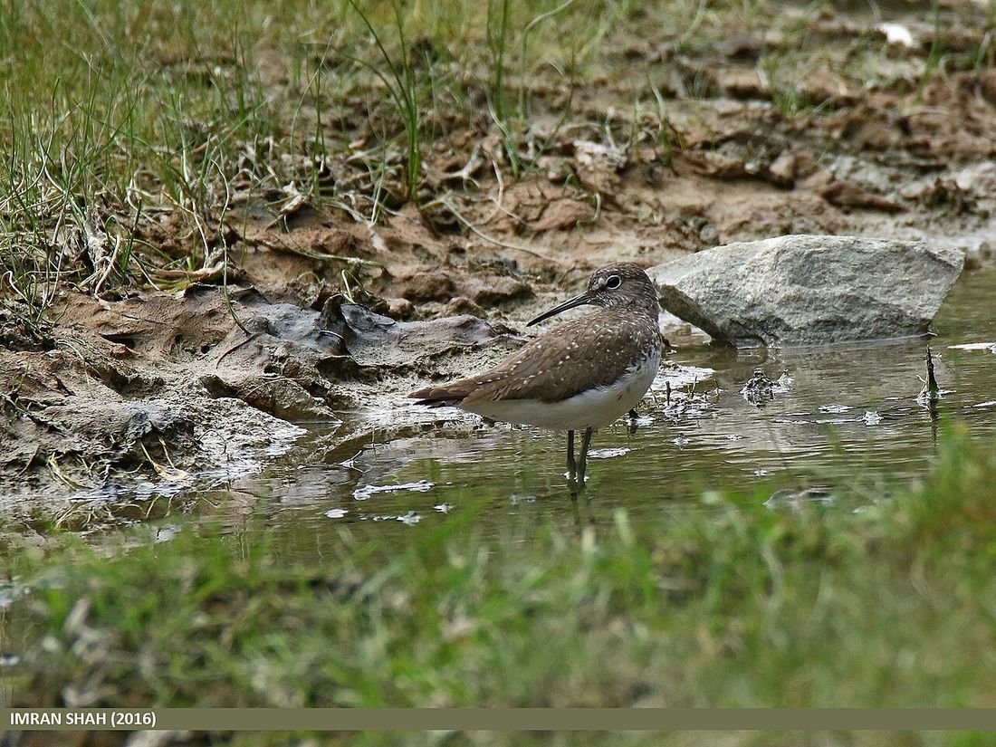 Waldwasserläufer