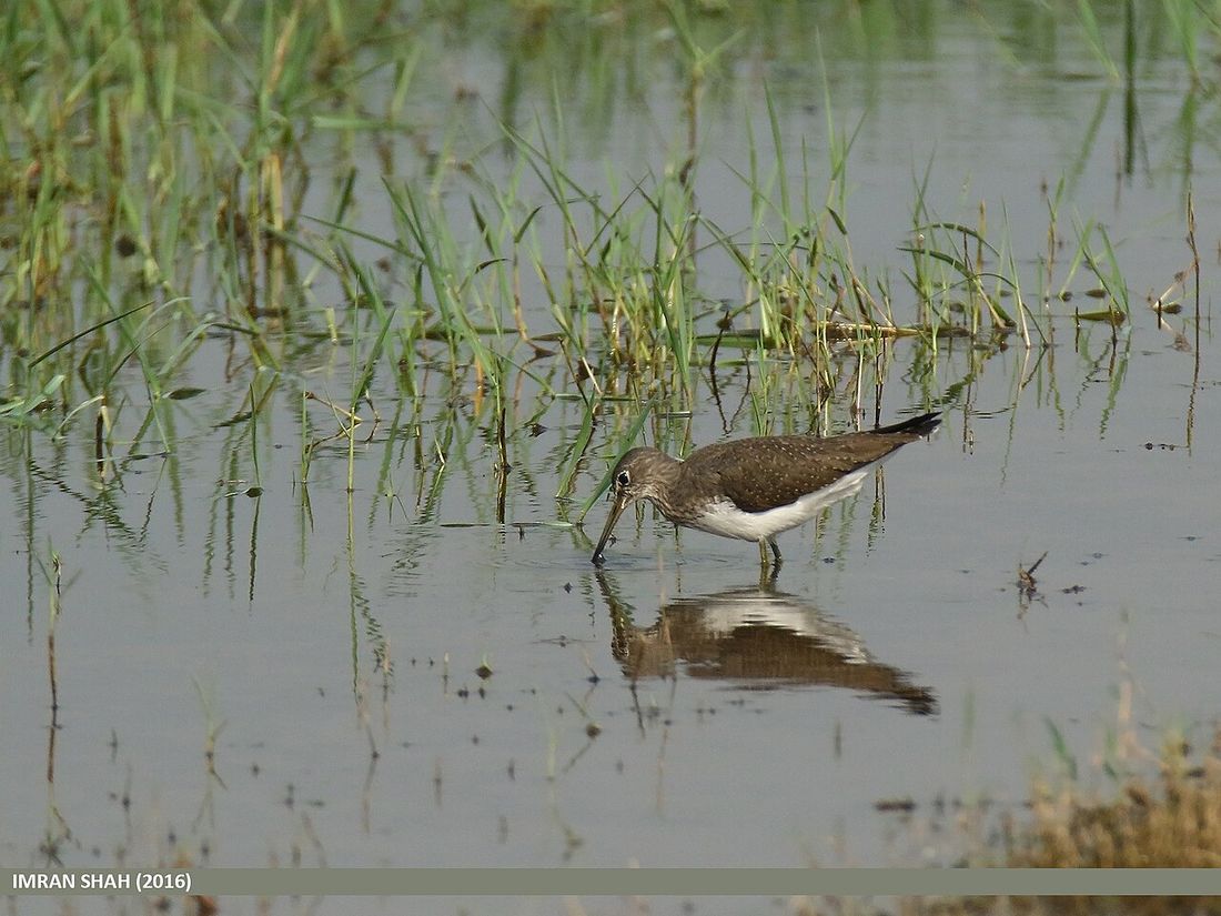 Waldwasserläufer
