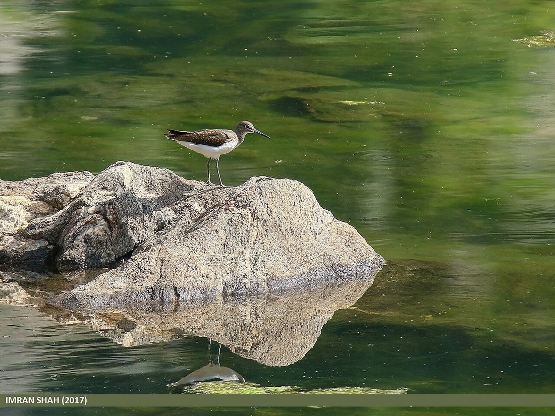 Waldwasserläufer