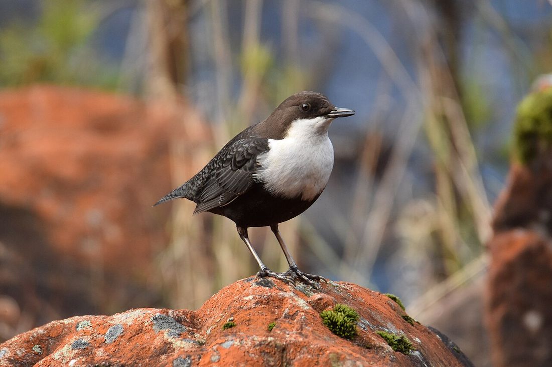 Wasseramsel