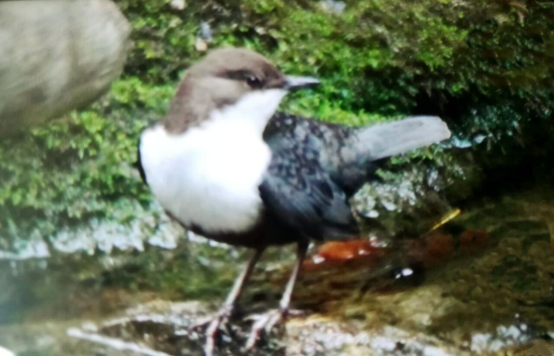 Wasseramsel