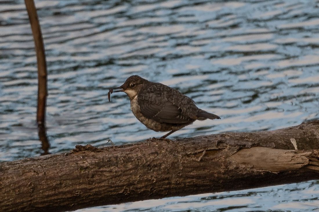 Wasseramsel