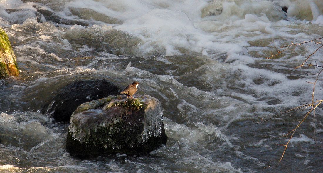Wasseramsel