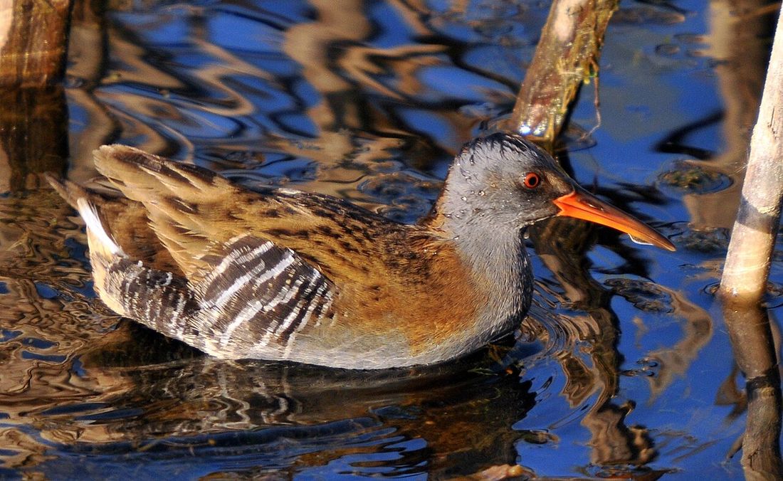 Wasserralle