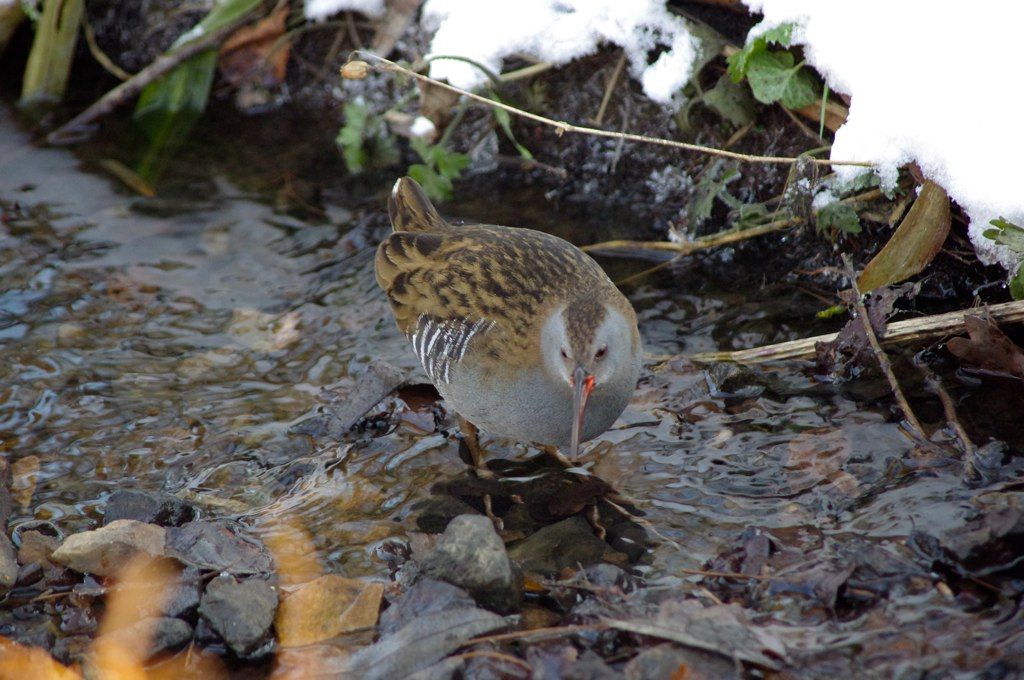 Wasserralle