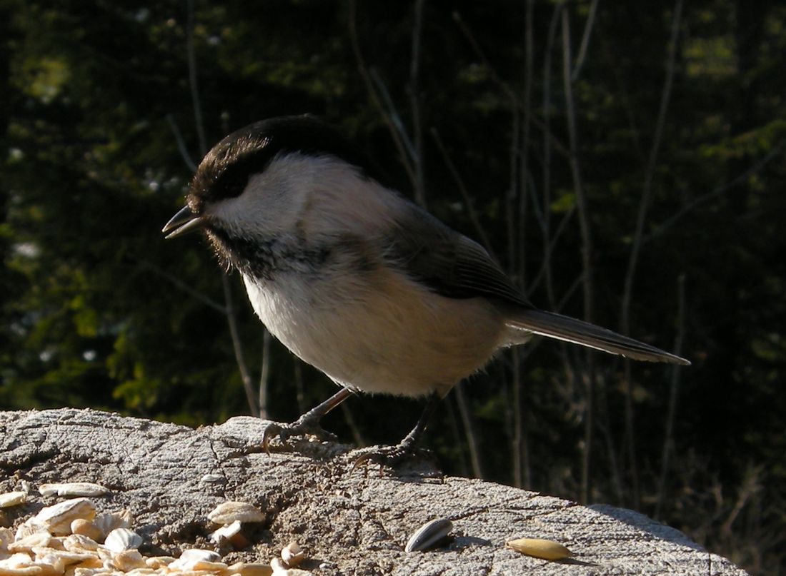 Weidenmeise