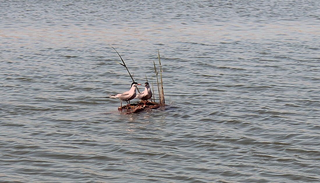 Weißbart-Seeschwalbe